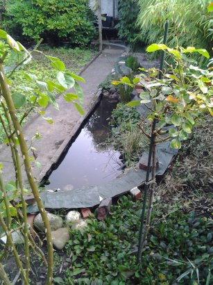 Teich_vom_Weg.jpg