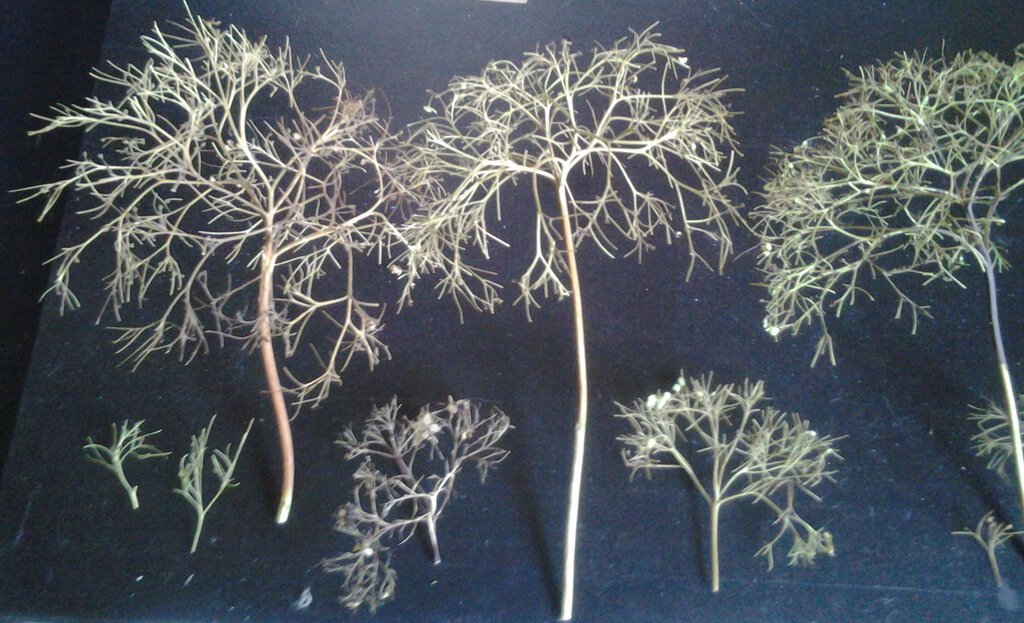 Baumgerippe_02.jpeg Baumgerippe_02.jpeg