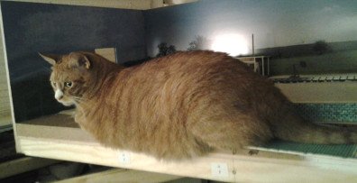 Findus_auf_Diorama.jpg