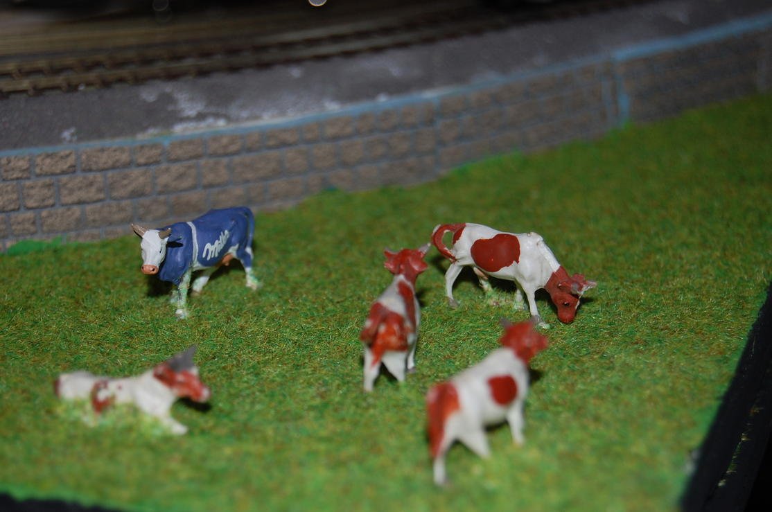 DSC_0002..jpg