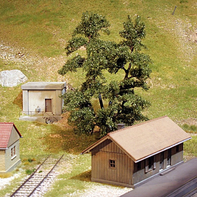 _b_250211 W_Laubbaum solitär gross 01_red.jpg _b_250211 W_Laubbaum solitär gross 01_red.jpg