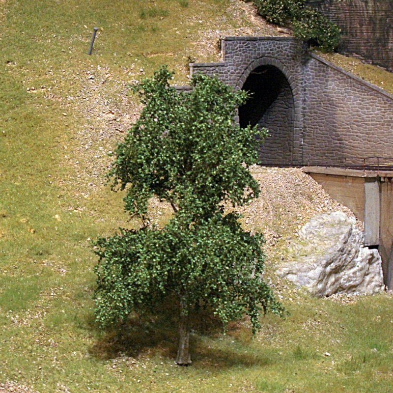 _b_250211 MBR Buche mittel 01_red.jpg _b_250211 MBR Buche mittel 01_red.jpg