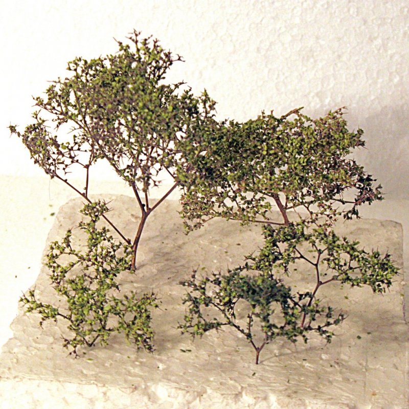 _b_250317 SbLaubbaum 06_red.jpg _b_250317 SbLaubbaum 06_red.jpg