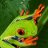 Froggy